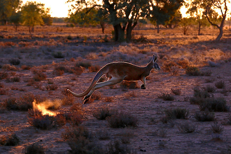 “kangaroo”
